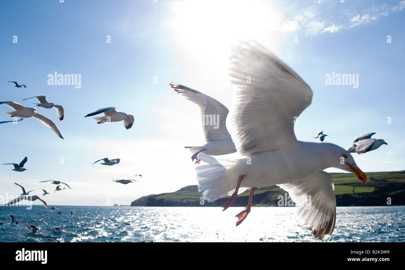 Silbermöwe (Möwen) im Flug, Larus Argentatus, Weitwinkel über Meer Stockfoto