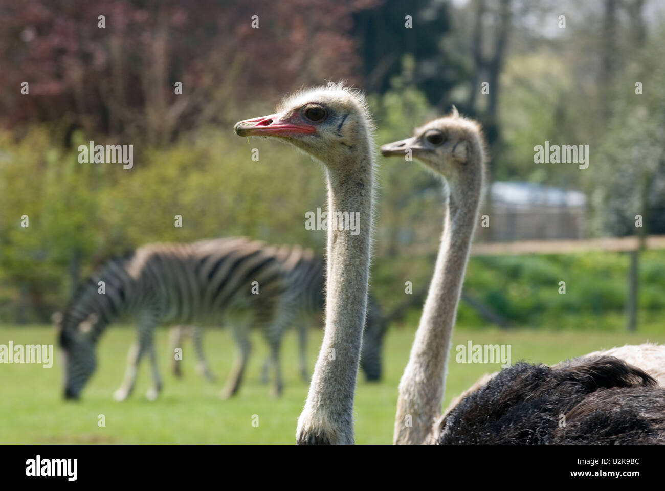 Strauß und Zebra in Gefangenschaft Stockfoto