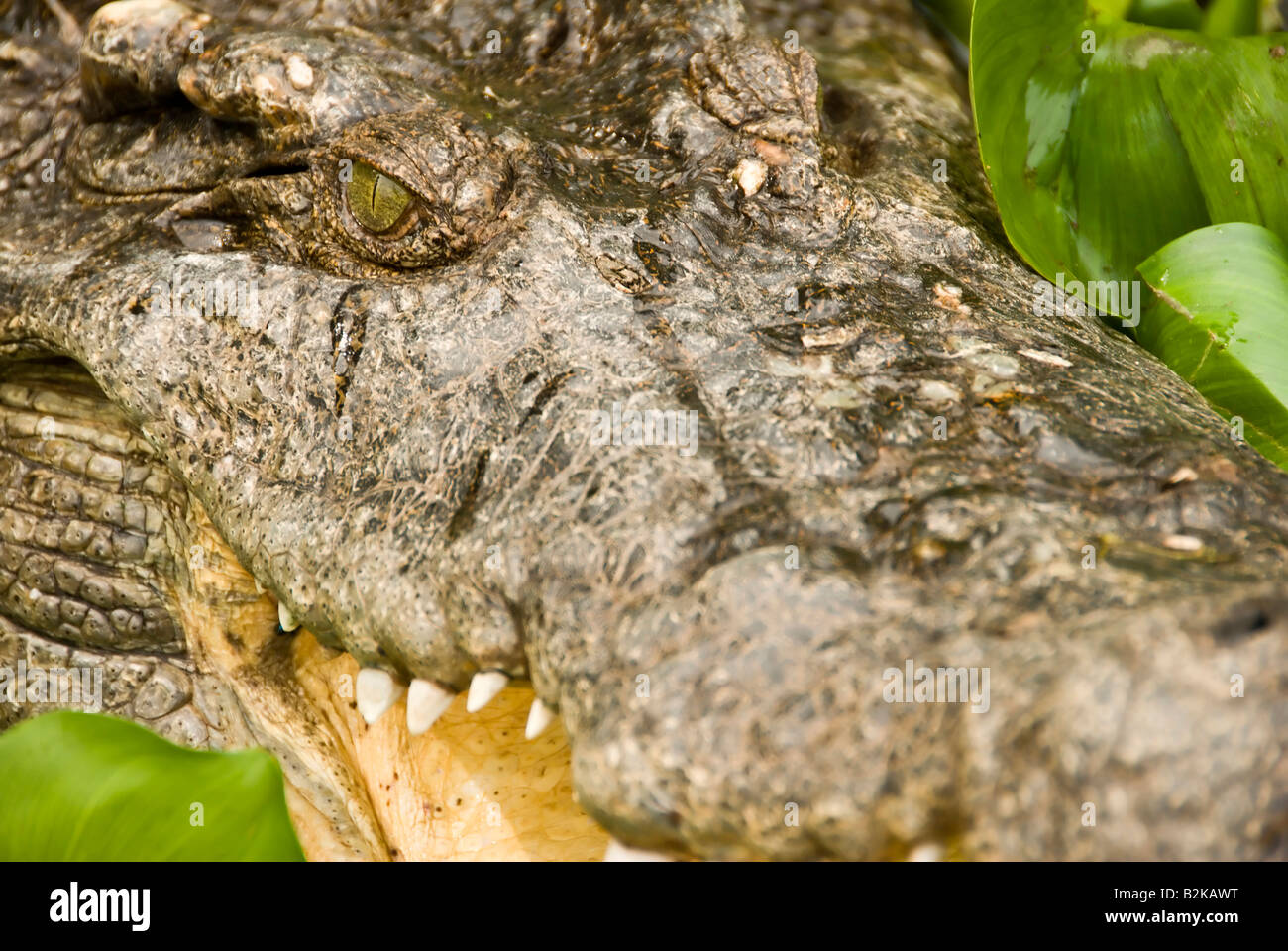 Tier Bild bei Crocodile Farm Samui Insel Thailand Crocodile Stockfoto