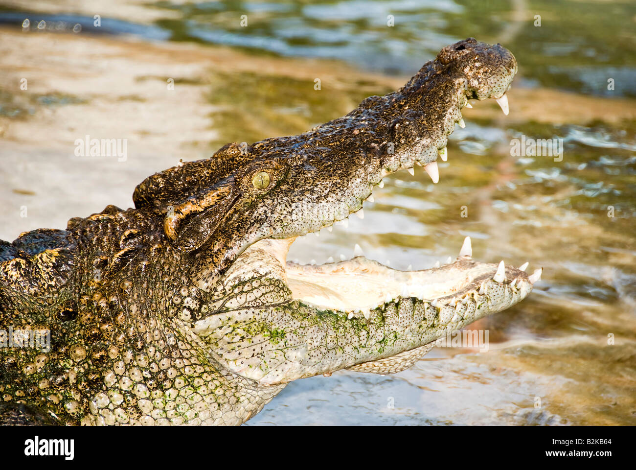 Tier Bild bei Crocodile Farm Samui Insel Thailand Crocodile Stockfoto