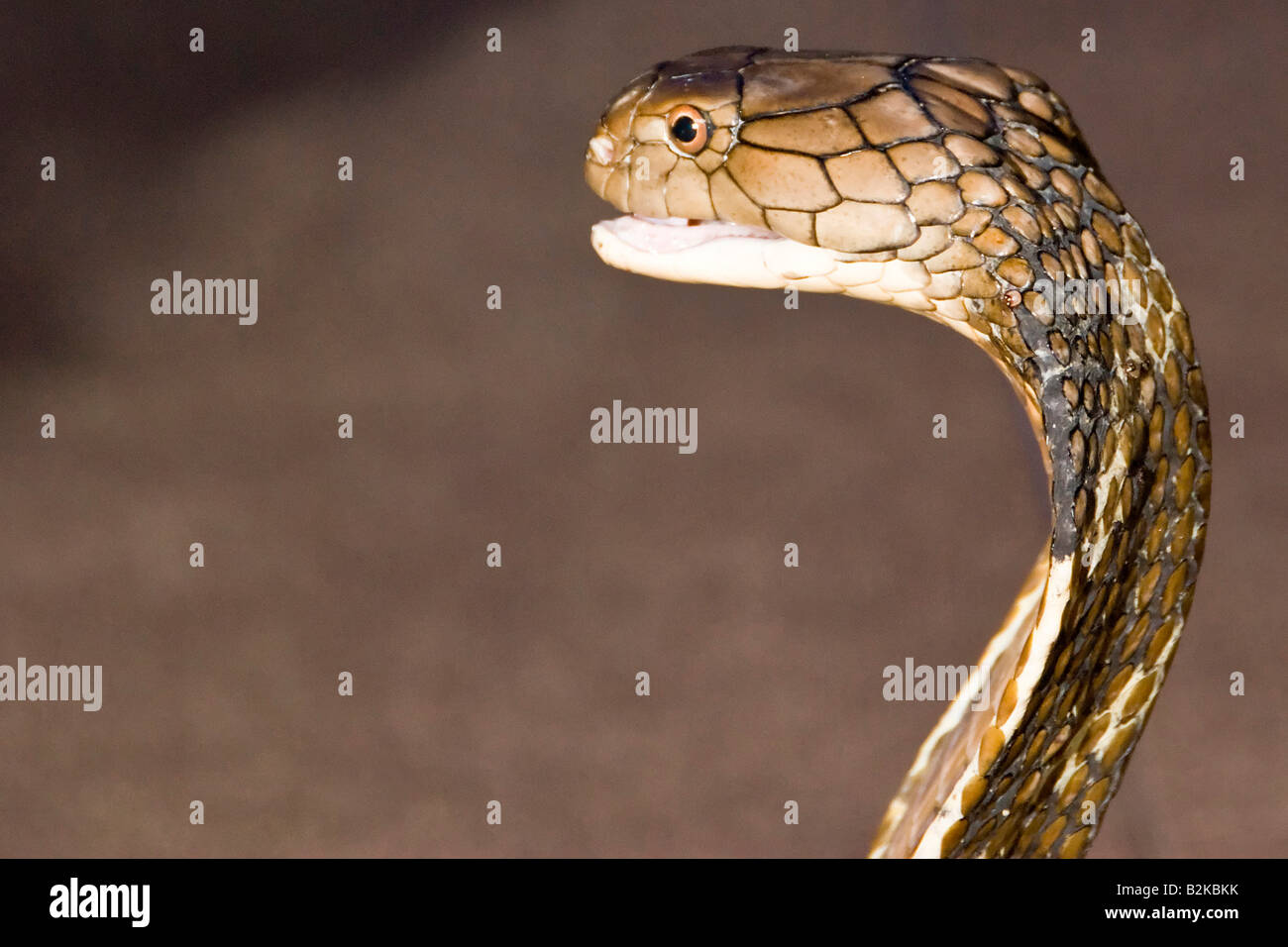 Aufgenommen am Crocodile Farm Samui Insel Thailand King Cobra Tierbild Stockfoto