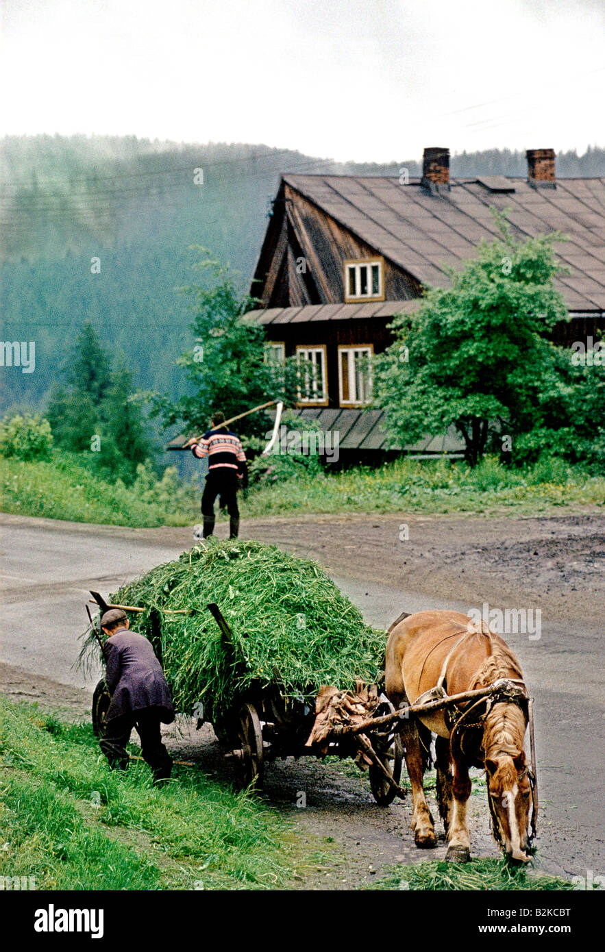 Mann laden PFERDEWAGEN mit frisch GEMÄHTEN Grases in einem Bauerndorf am Fuße der hohen Tatra Stockfoto