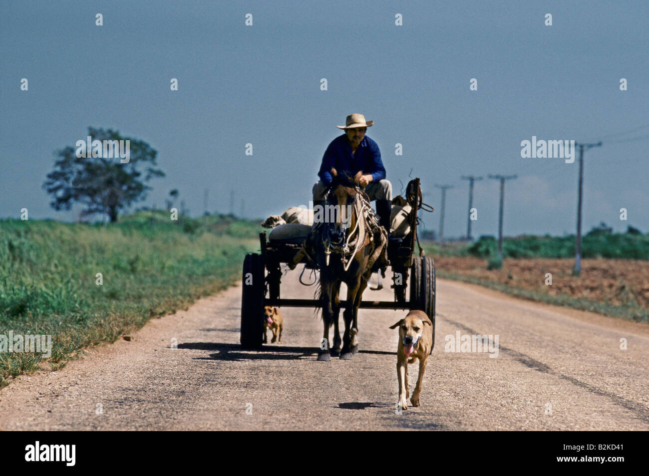 MANN AUF EINEM WAGEN, GEZOGEN VON EINEM PFERD MIT ZWEI HUNDEN, DIE ZU FUß IN DER FRONT UND AUF DER RÜCKSEITE Stockfoto