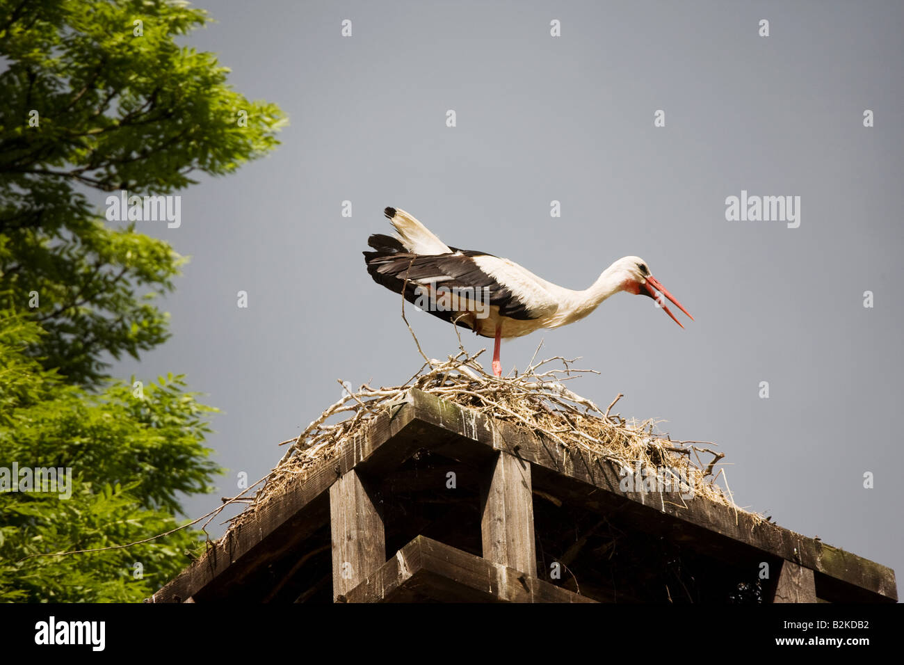 Ein Storch auf seinem nest Stockfoto