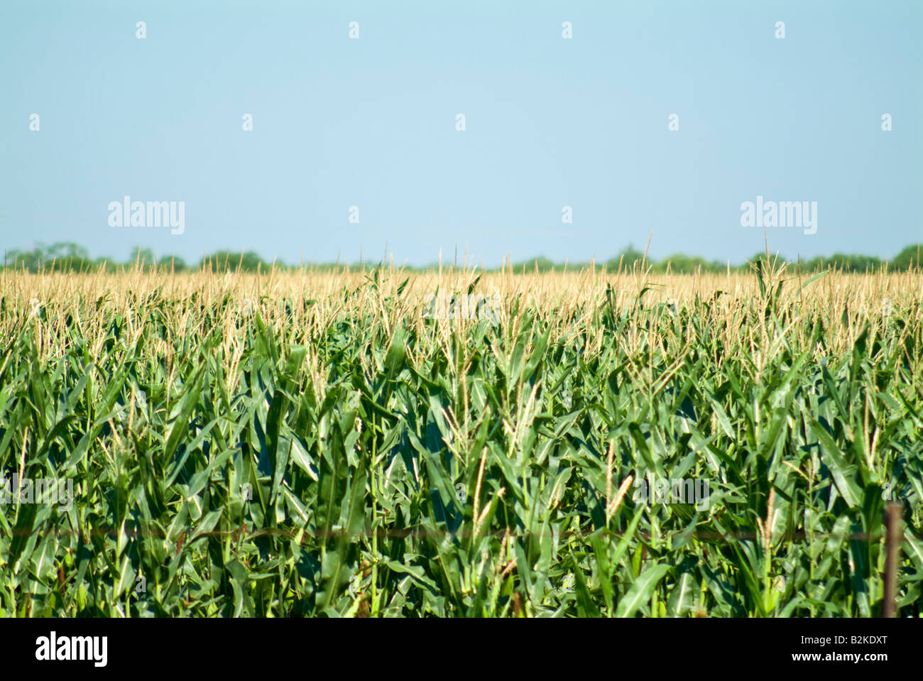 Reihe von Mais auf einem großen Bauernhof Stockfoto