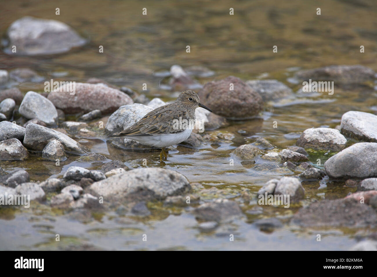 Temminck Stint Calidris Temminckii Futtersuche am Croussos-Fluss, Lesbos, Griechenland im April. Stockfoto