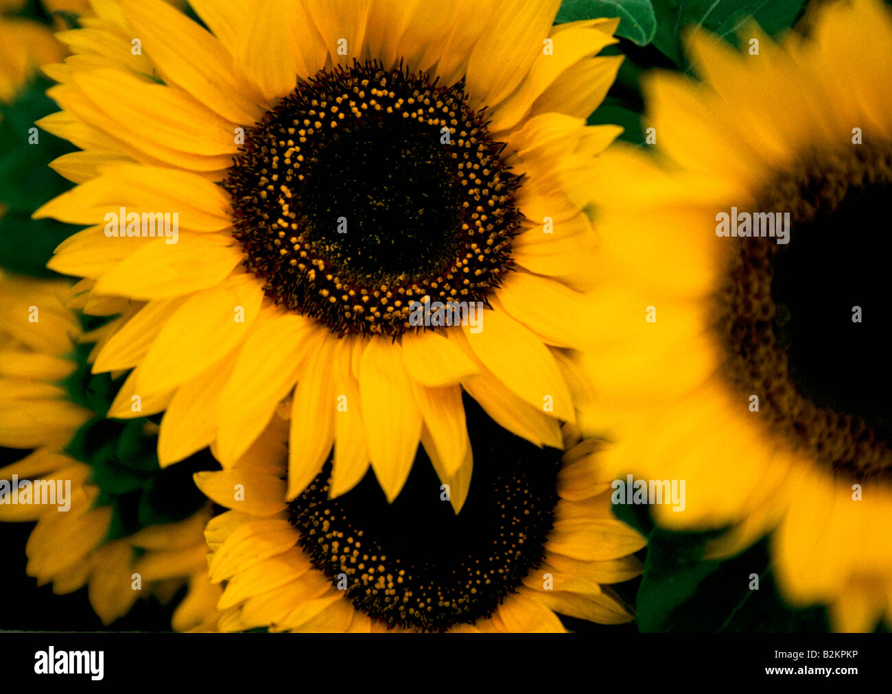 Van Gogh s Europa Sonnenblumen Stockfoto