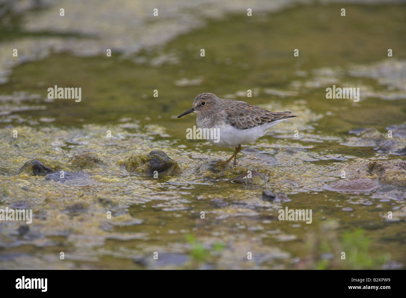 Temminck Stint Calidris Temminckii Futtersuche am Croussos-Fluss, Lesbos, Griechenland im April. Stockfoto