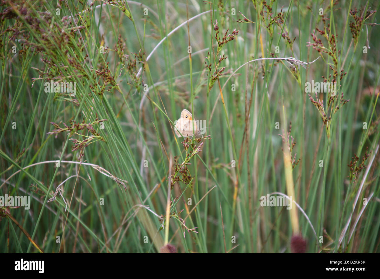 Eine Wiese Braun (Maniola Jurtina) Schmetterling Fütterung Stockfoto