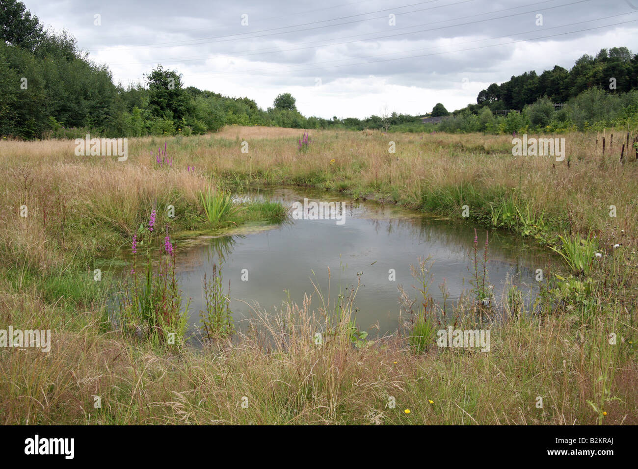 Einen Teich gebaut auf neu gewonnenem Land für den Umzug von great crested Molche Stockfoto
