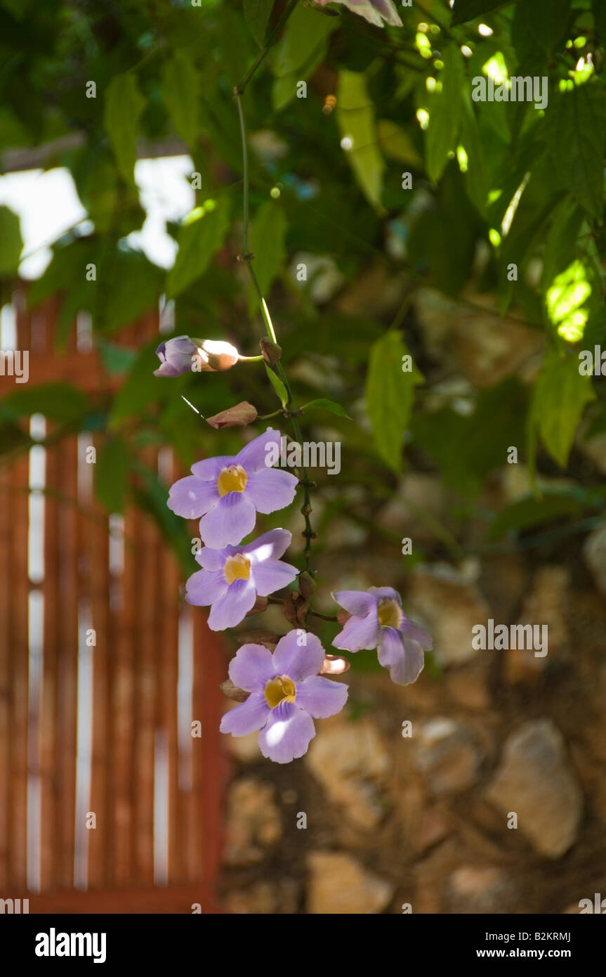 Cose, Orchidee Stockfoto