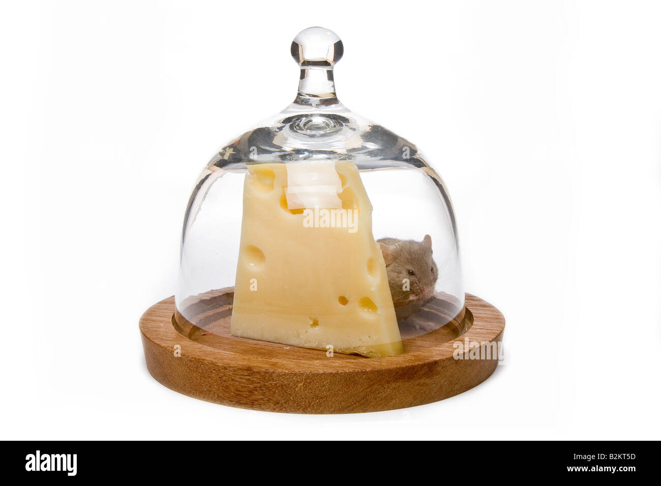 Kleine graue Maus und großen Käse unter eine Glasglocke Stockfoto