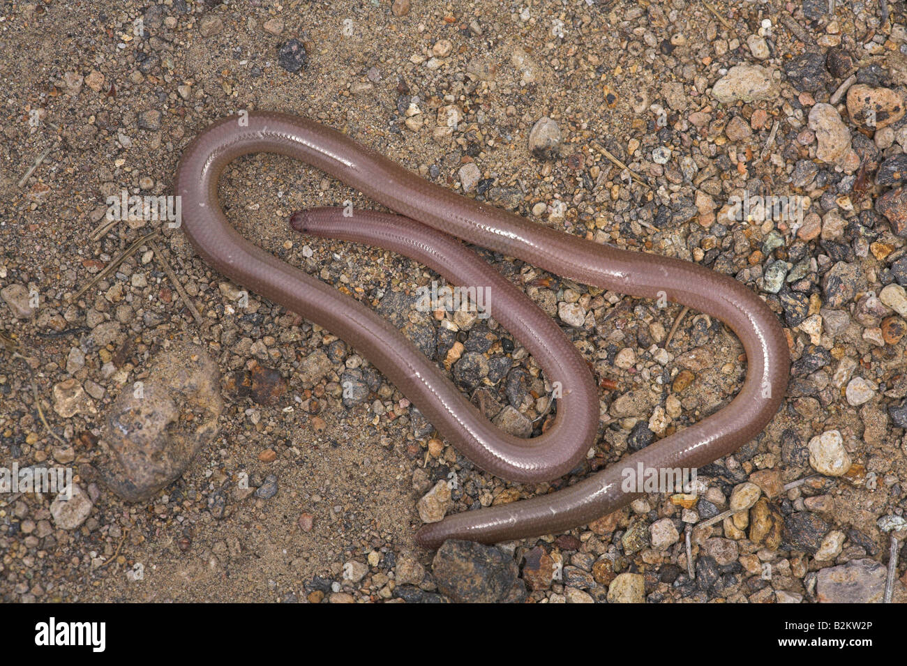 Wurm Schlange Blödmann Vermicularis zusammengerollt auf Schotter in der Nähe von Achladeri, Lesbos, Griechenland im April (kontrollierten Bedingungen). Stockfoto