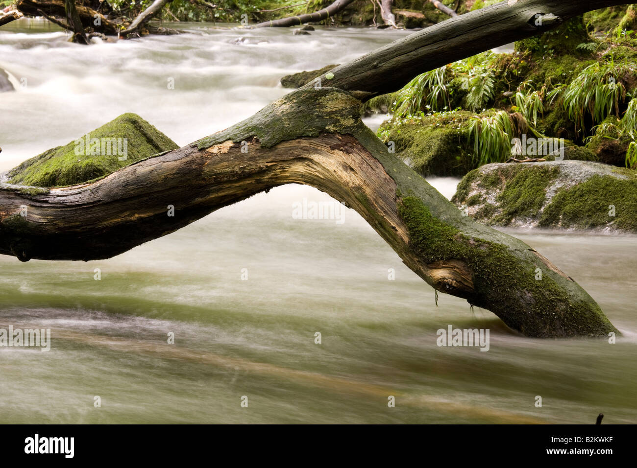 gefallenen Baumstamm in einem Fluss nach starkem Regen Stockfoto