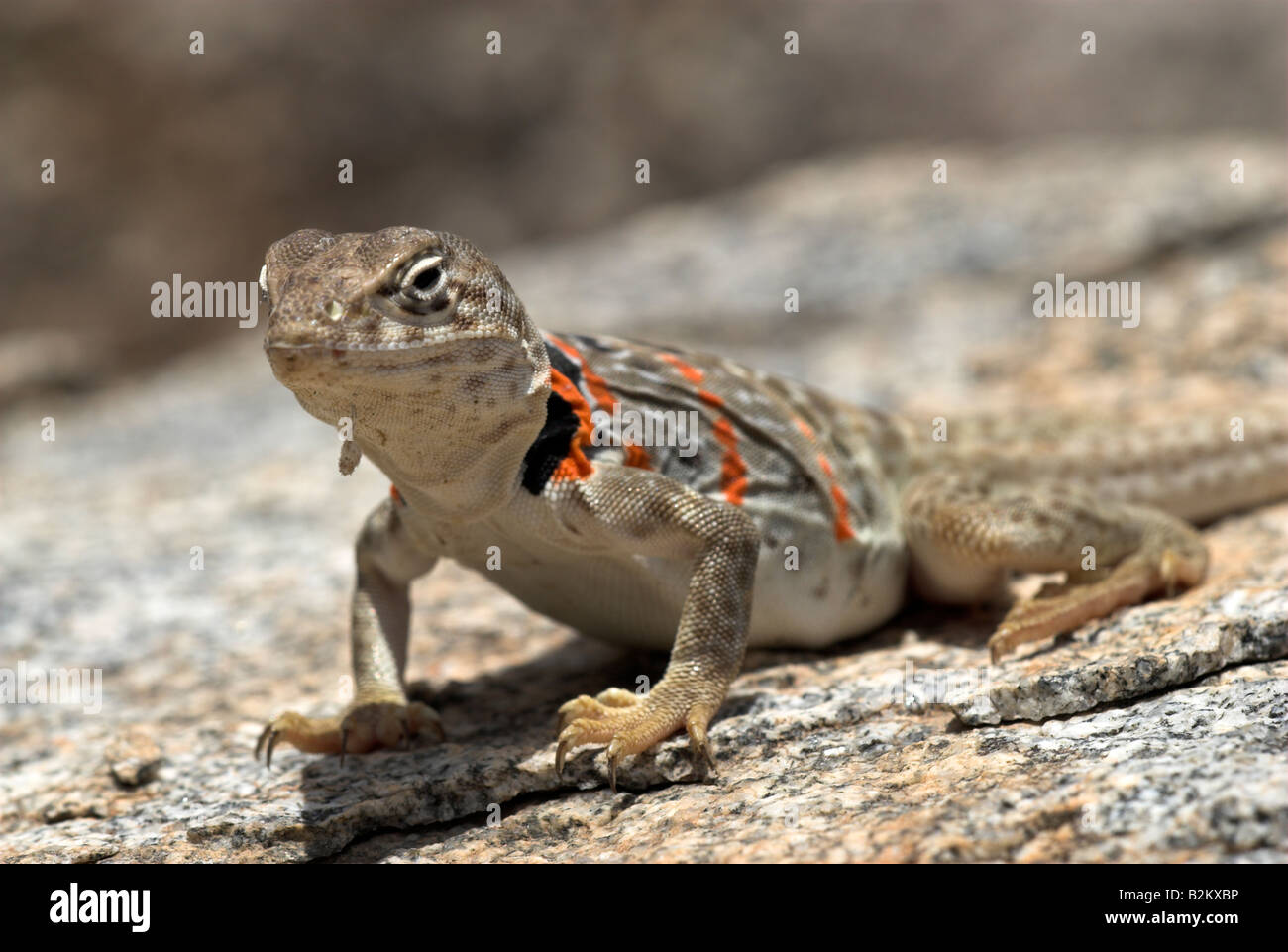 Eine weibliche Great Basin Halsband Lizard, Arizona, USA Stockfoto Eine weibliche Great Basin Halsband Lizard, Arizona, USA Stockfoto