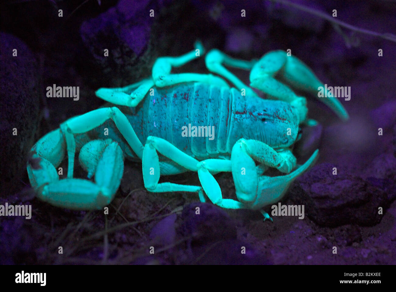 Eine Wüste behaarte Riesenskorpion nachts unter UV-Licht. Stockfoto