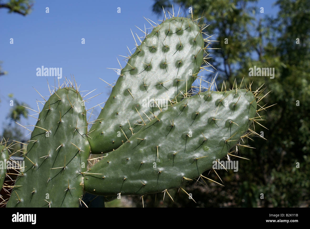 Feigenkaktus in Mexiko Stockfoto