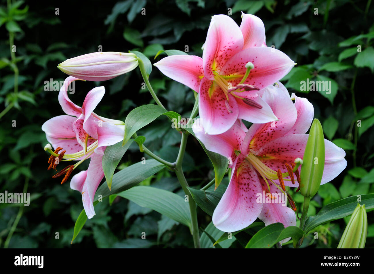 Perfekte blüht, meine Frau Garten, Toronto, Ontario, Kanada Stockfoto