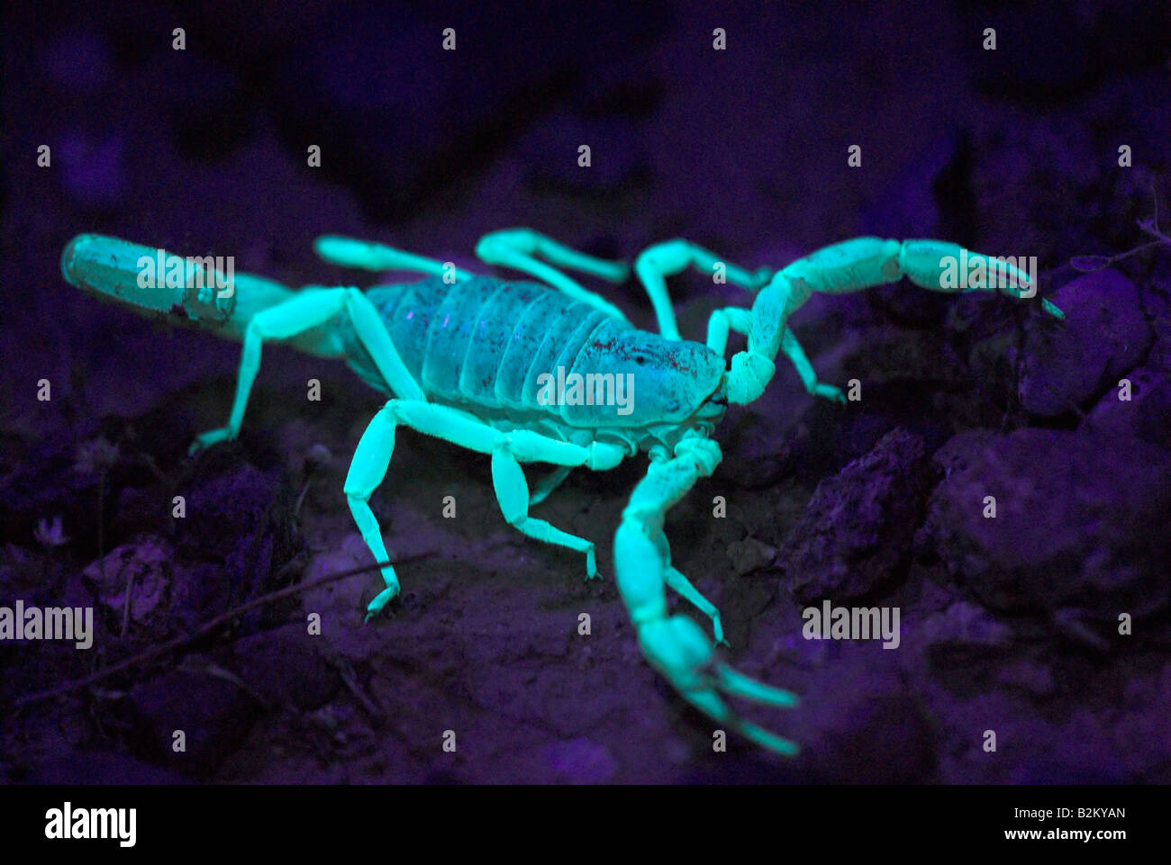 Eine Wüste behaarte Riesenskorpion nachts unter UV-Licht. Stockfoto