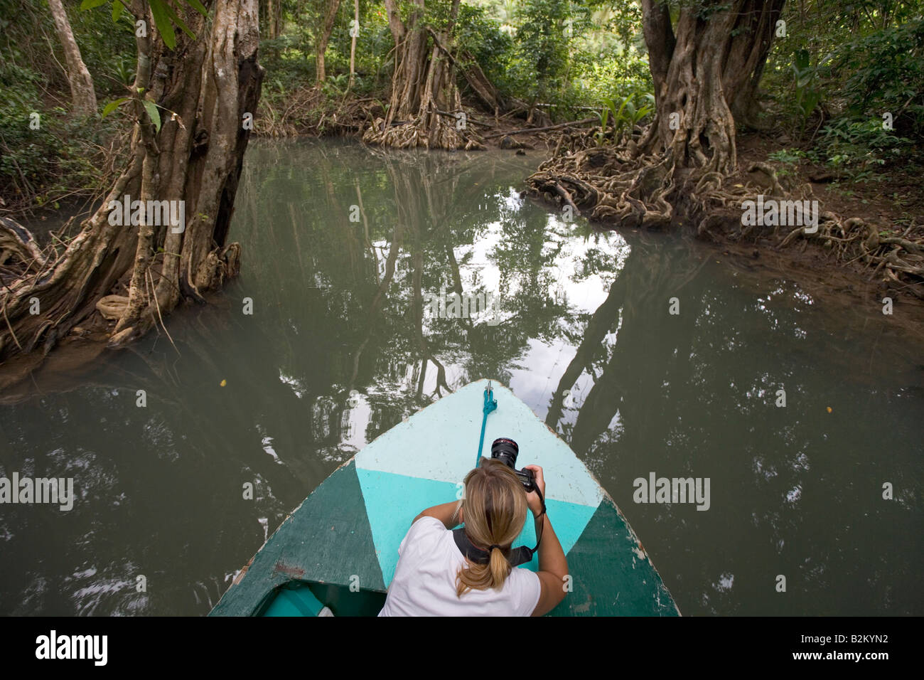 Ein Tourist fotografiert die Swampblood Bäume entlang der Indian River in Dominica s nördlichen Regenwäldern Stockfoto