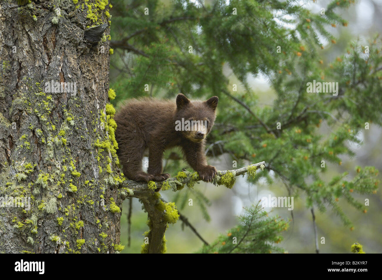 Schoko Baby Bär im Baum Stockfoto