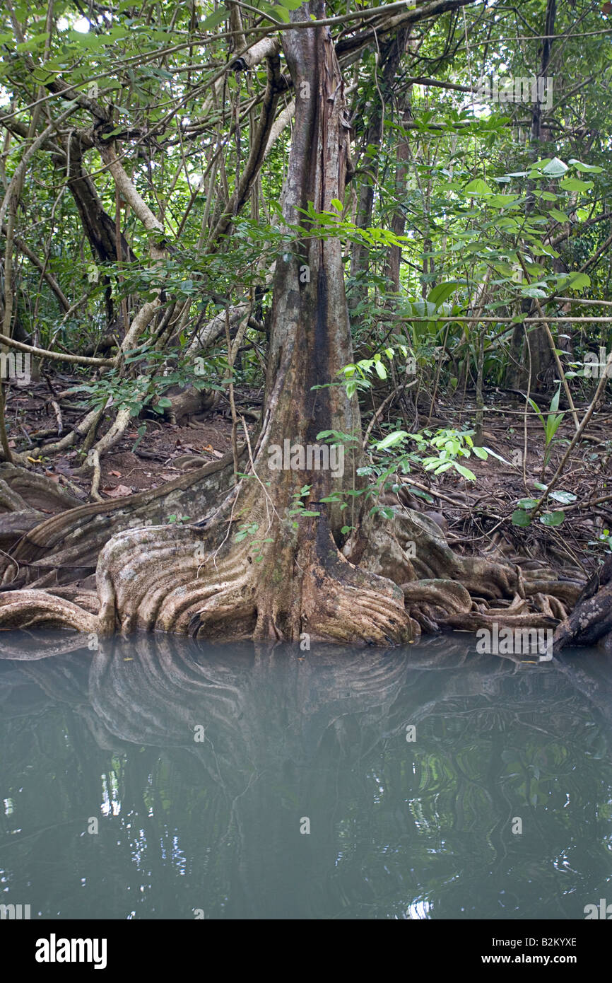 Swampblood Bäume entlang der Indian River in Dominica s nördlichen Regenwäldern Stockfoto