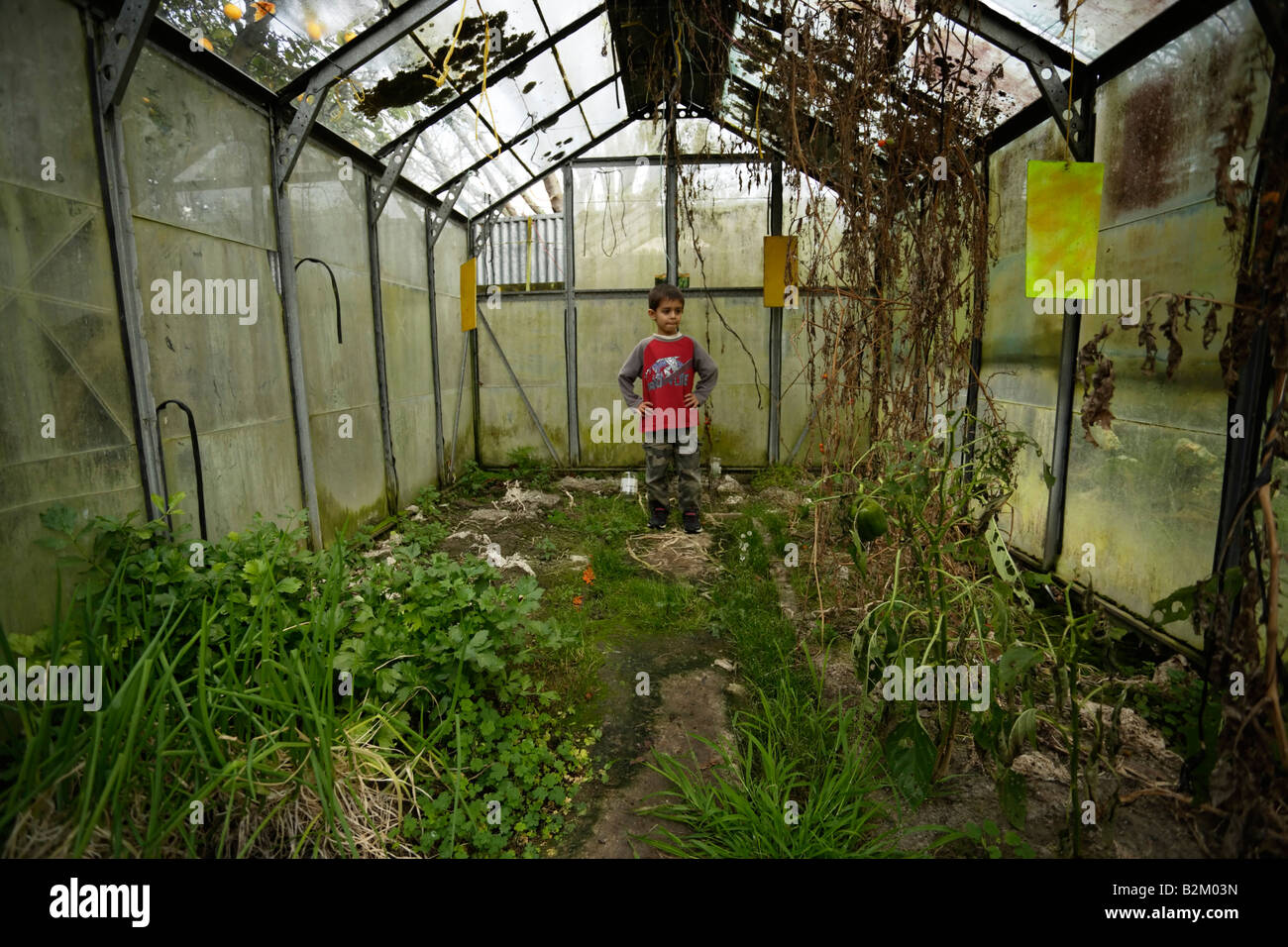 Vernachlässigte Gewächshaus und Garten sechs Jahre alter Junge sieht im Inneren Stockfoto
