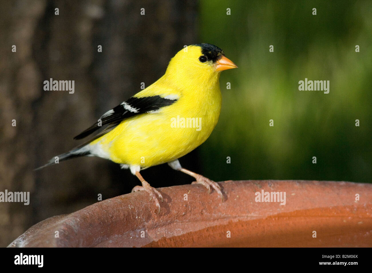 Amerikanische Stieglitz männlich Stockfoto
