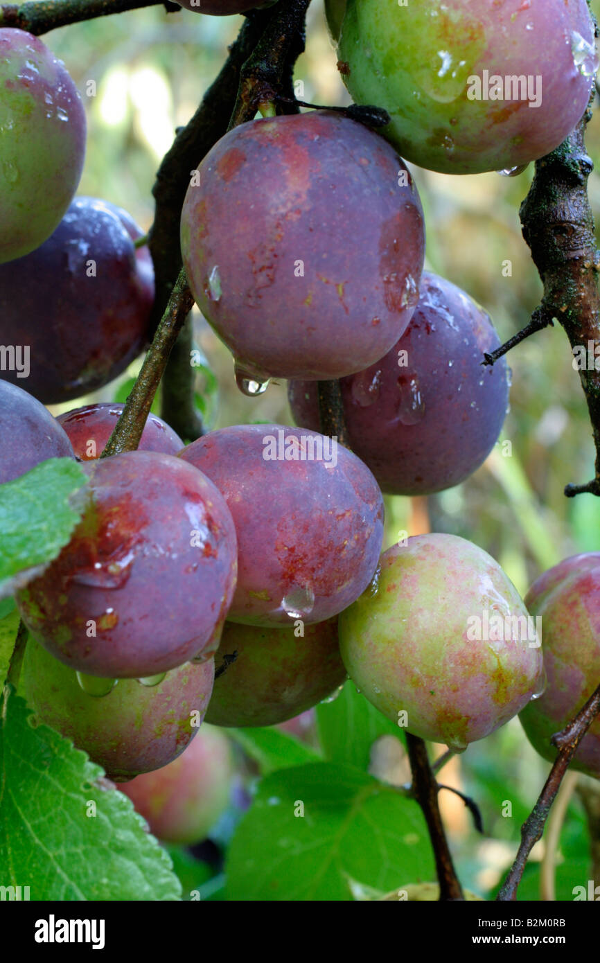 PRUNUS DOMESTICA ZAR AGM ESSEN PFLAUMEN Stockfoto