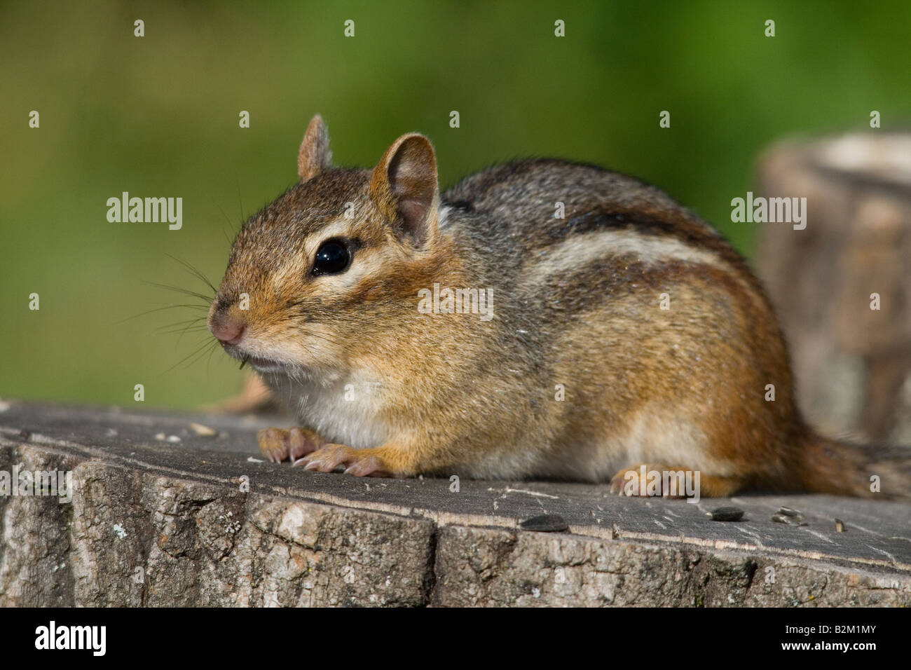 Östliche chipmunk Stockfoto