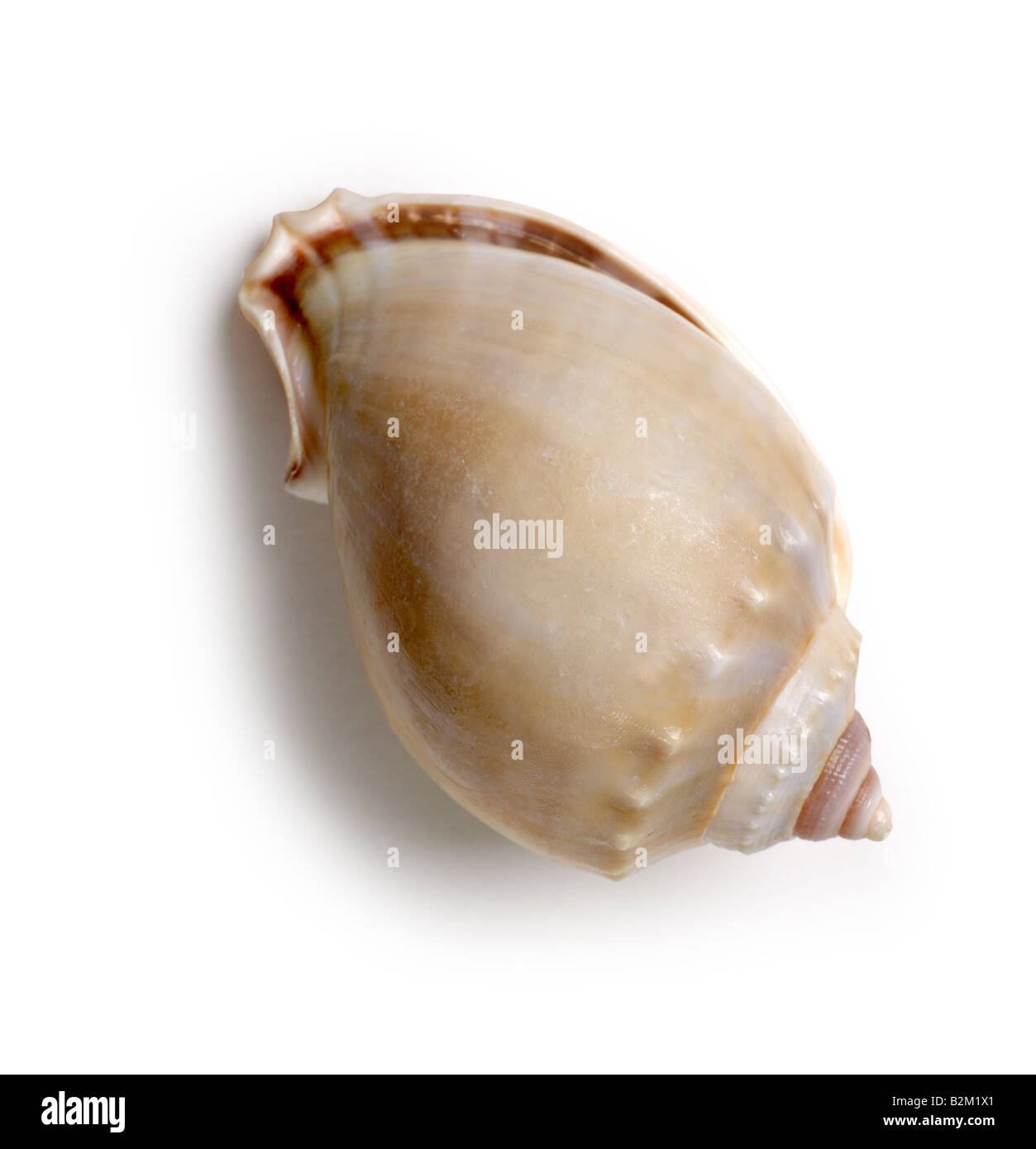 Shell Muschel Molluske Stockfoto