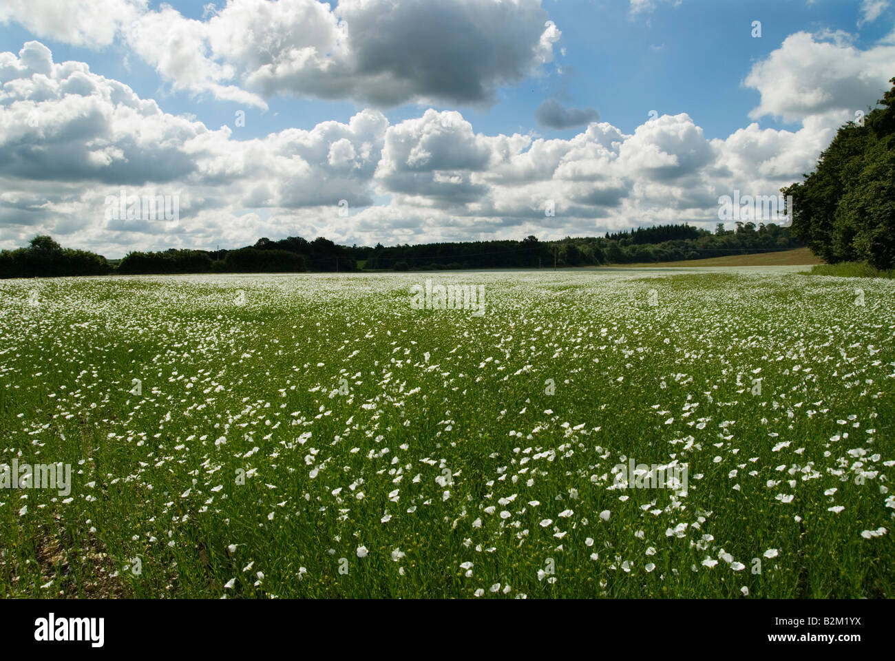 Ein Feld von weißen Blüten in Südengland mit blauem Himmel und weißen Wolken. Stockfoto