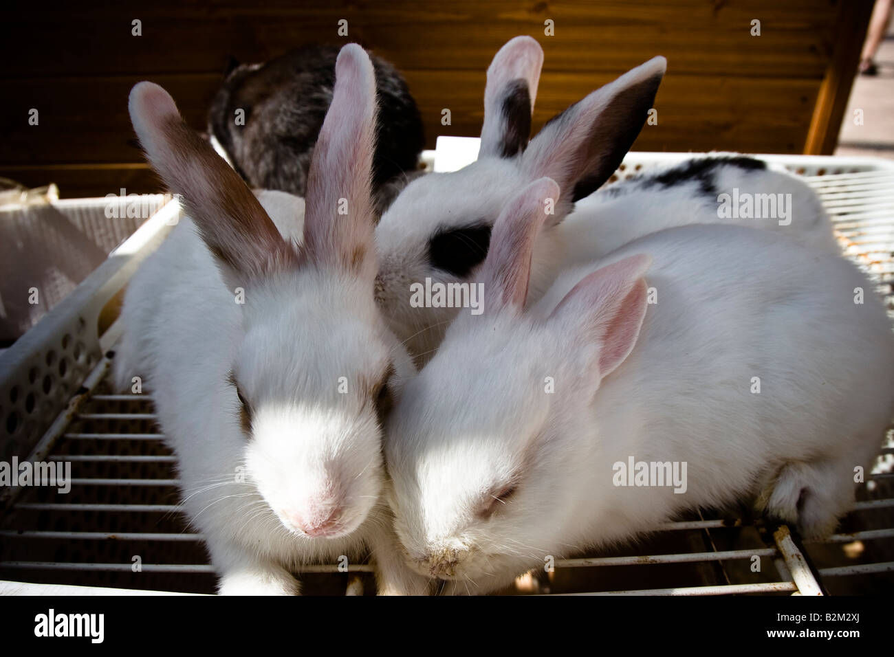 Kaninchen zum Verkauf auf dem Bauernmarkt in Sineu, Mallorca, Balearen, Spanien Stockfoto