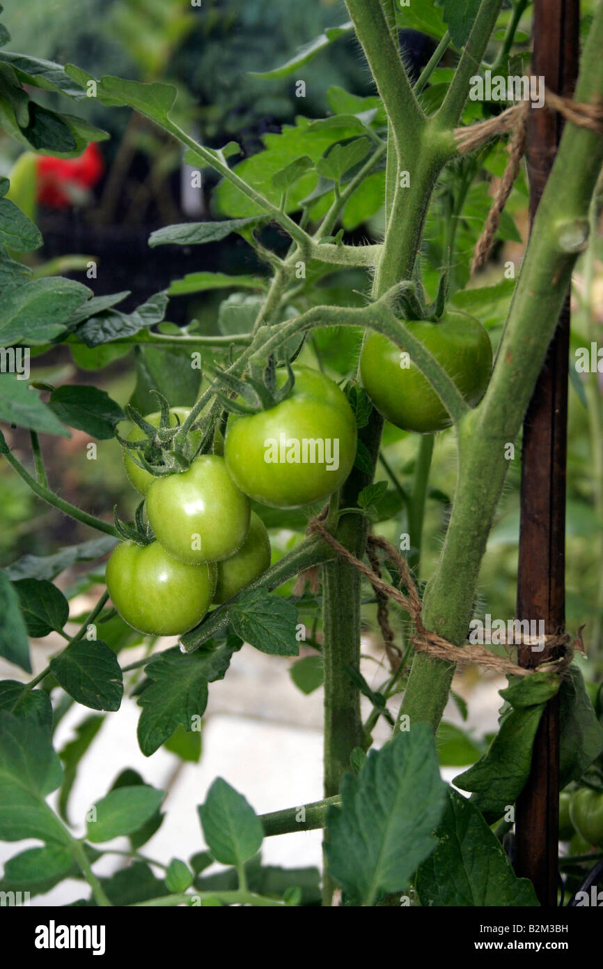 TOMATEN MONEYMAKER AUF DER REBE WEINBAUGERÄTE IN EINEM GEWÄCHSHAUS. Stockfoto