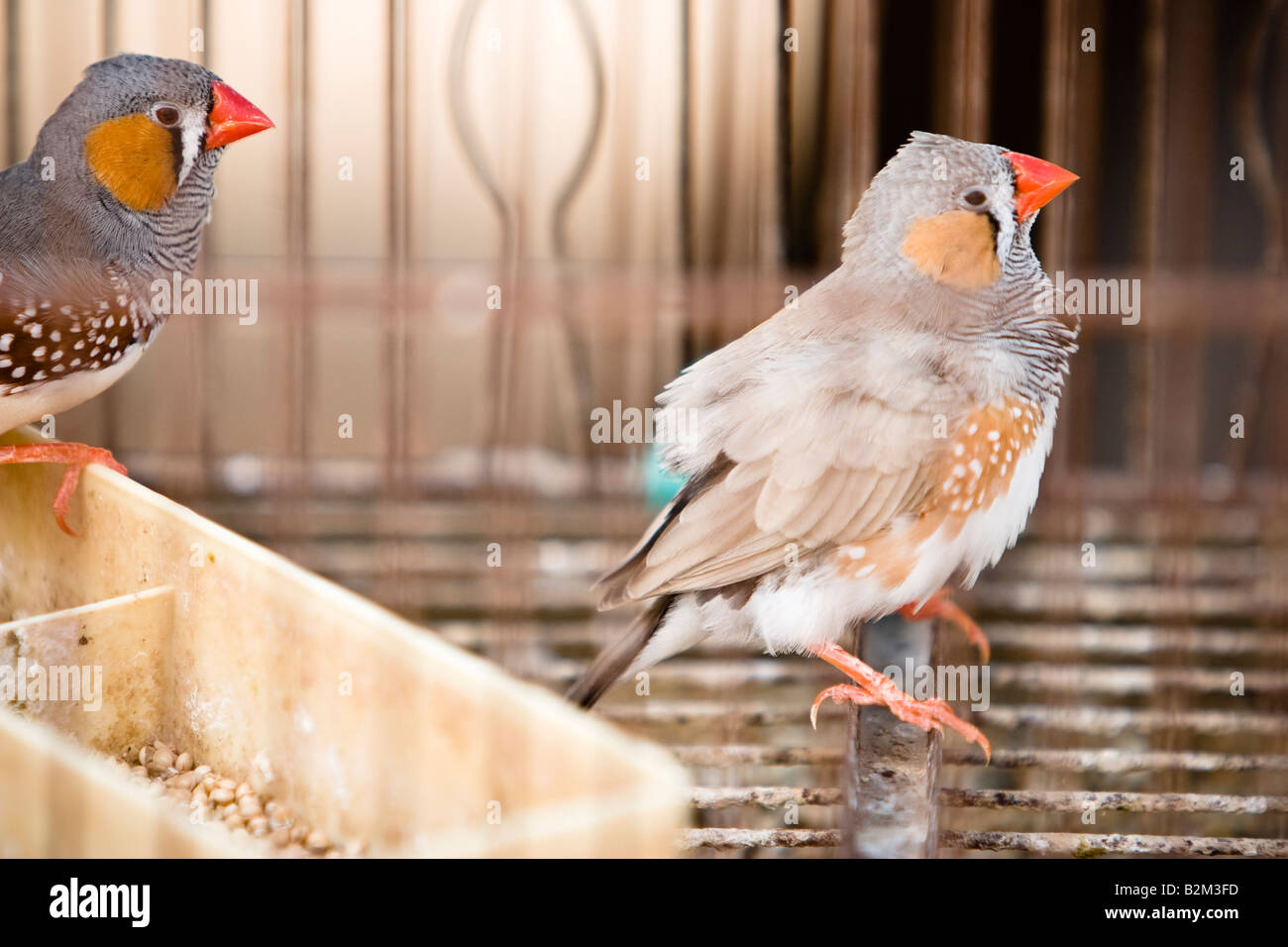 Geflügel zum Verkauf auf dem Bauernmarkt in Sineu, Mallorca, Balearen, Spanien Stockfoto
