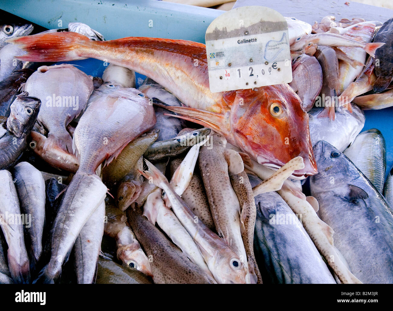 FR Marseille Fisch Markt fishbox Stockfoto