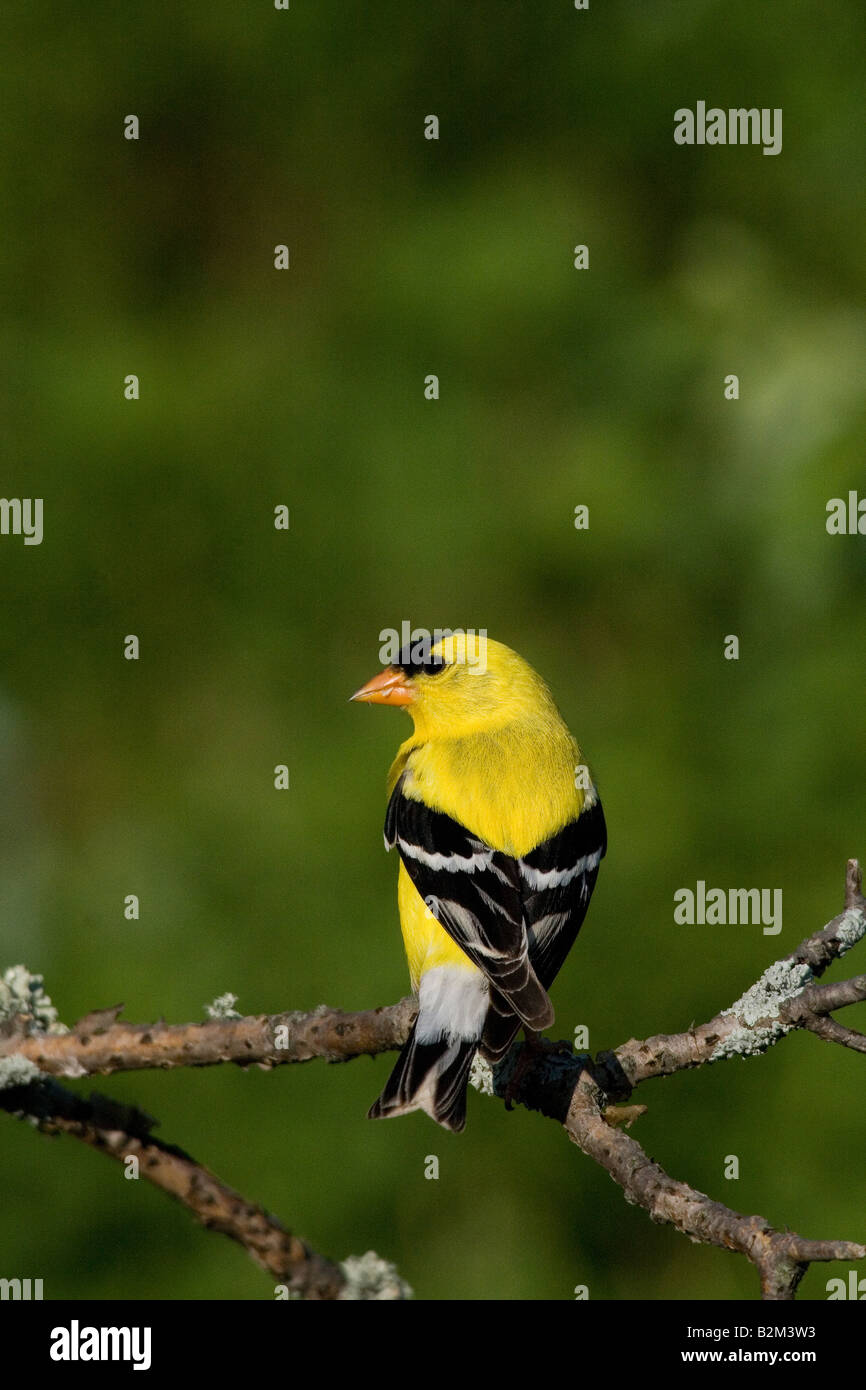 Amerikanische Stieglitz männlich Stockfoto