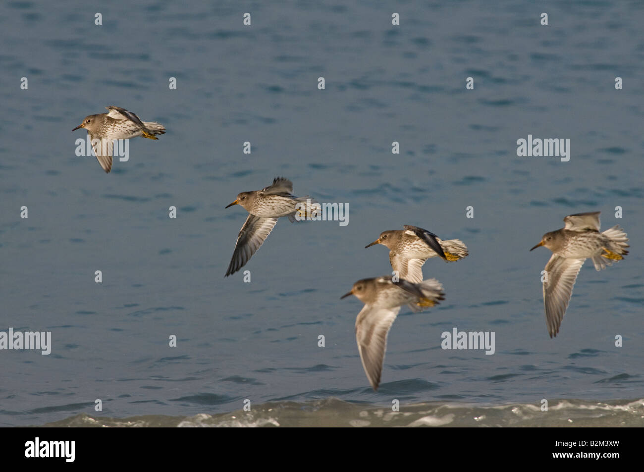 Lila Strandläufer (Calidris Maritima) Herde im Flug Stockfoto