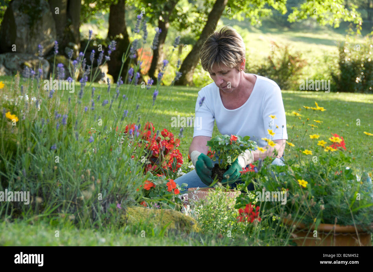 Frau im Garten - Pflanzen der Blumen in ihrem Garten Grenzen Stockfoto