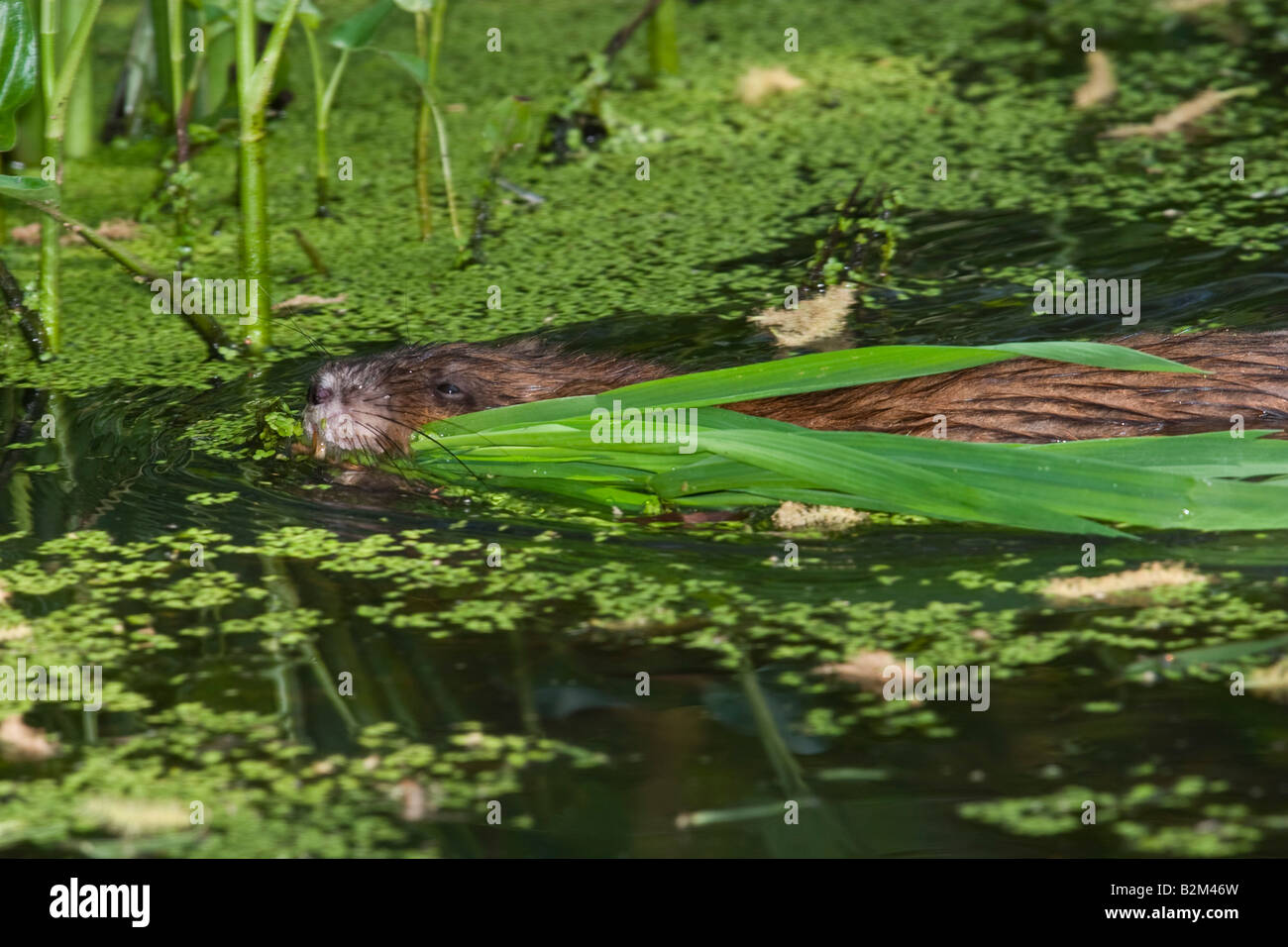 MuskratMuskrat (Ondatra Zibethica) schwimmen mit Gräsern im Mund Ondatra Zibethica Schwimmen mit Gräsern in Mund Stockfoto