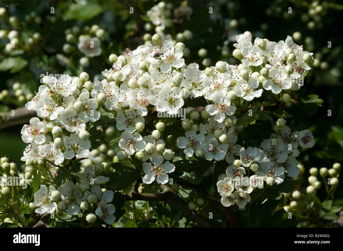 Hagedorn Crataegeus Monogyna Blumen Stockfoto
