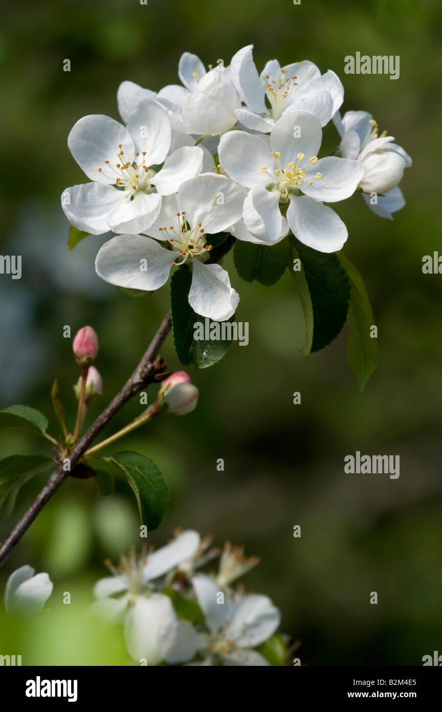 Wilder Apfel Malus Sylvestris Blumen Stockfoto