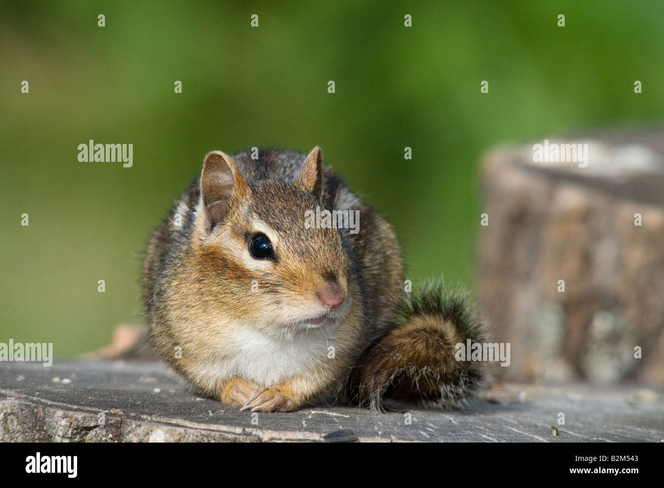 Östliche chipmunk Stockfoto