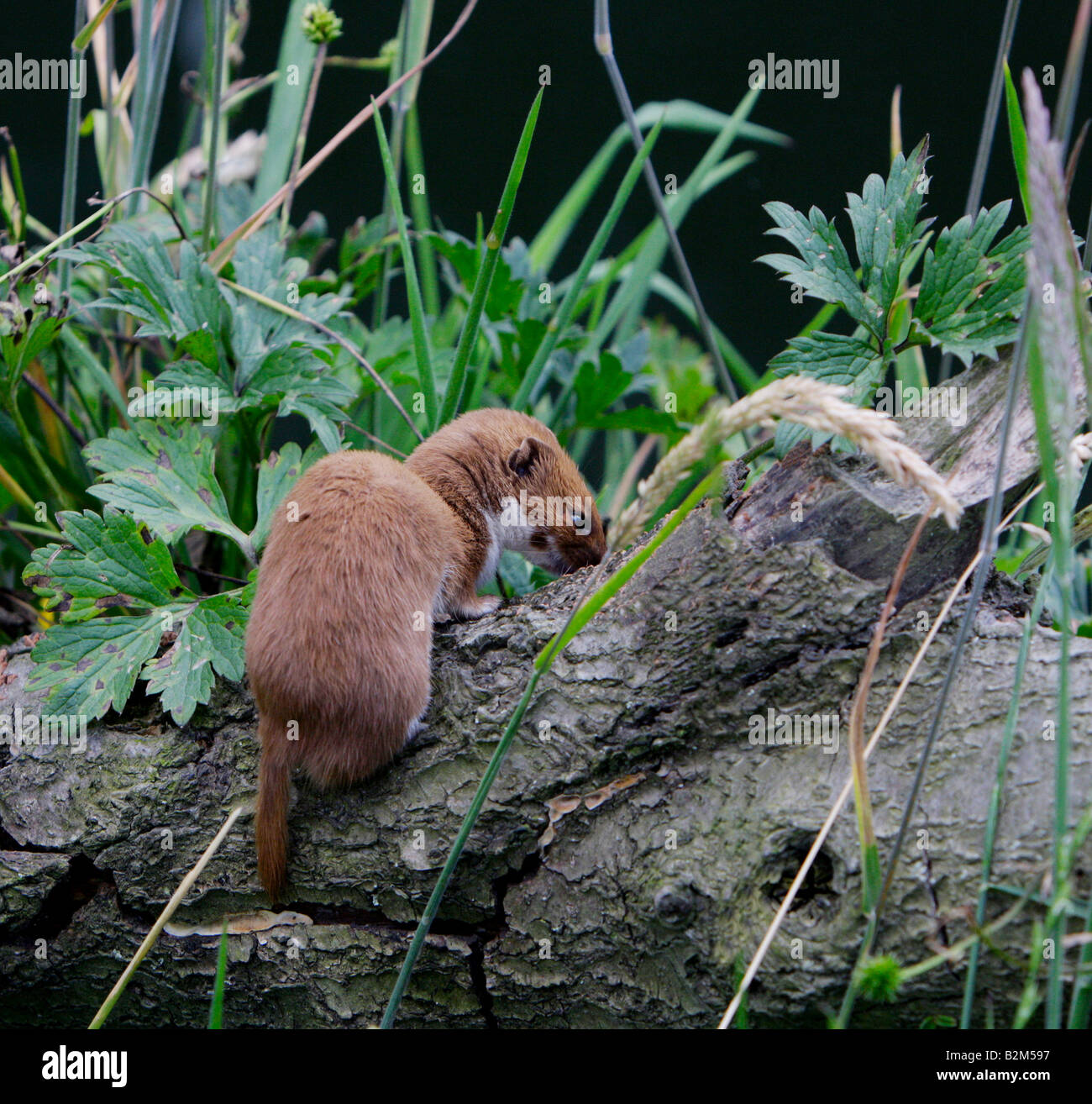 Wildlife wales -Fotos und -Bildmaterial in hoher Auflösung – Alamy