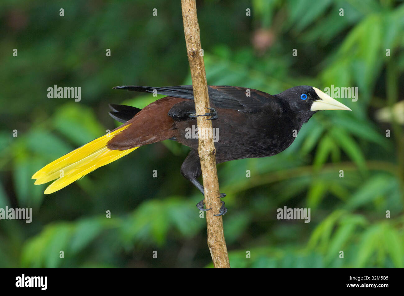 Crested Oropendola Psarocolius decumanus Stockfoto