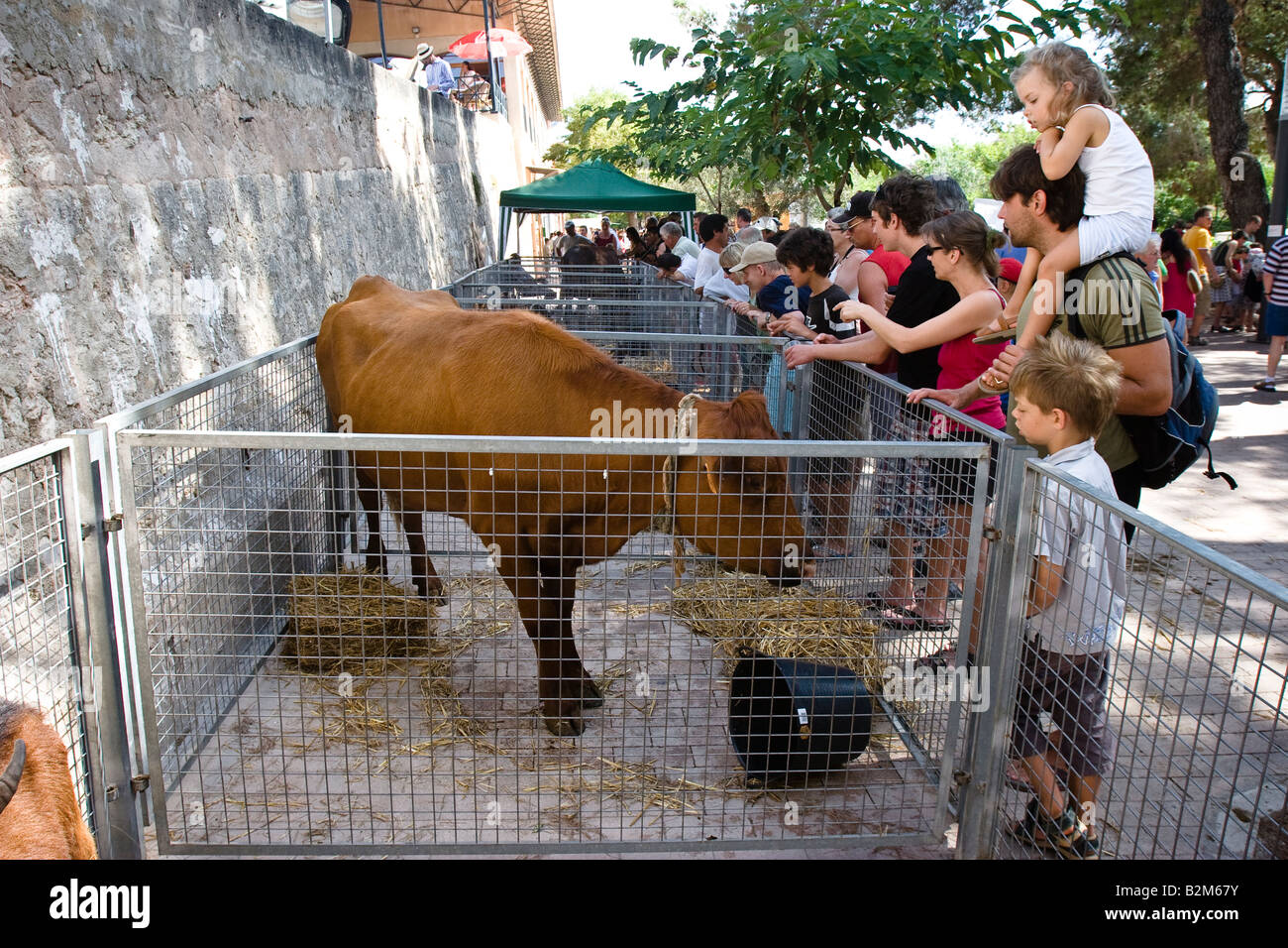 Steuern Sie für Verkauf in einem Käfig auf dem Bauernmarkt in Sineu, Mallorca, Balearen, Spanien gesehen wird Stockfoto