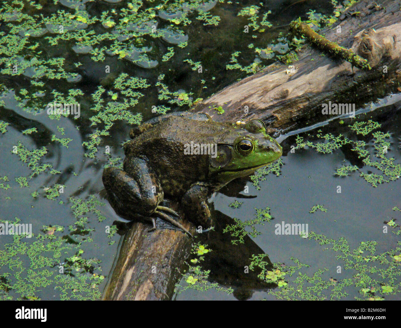Bull Frog sitzt auf einem Ast in einem Teich Stockfoto