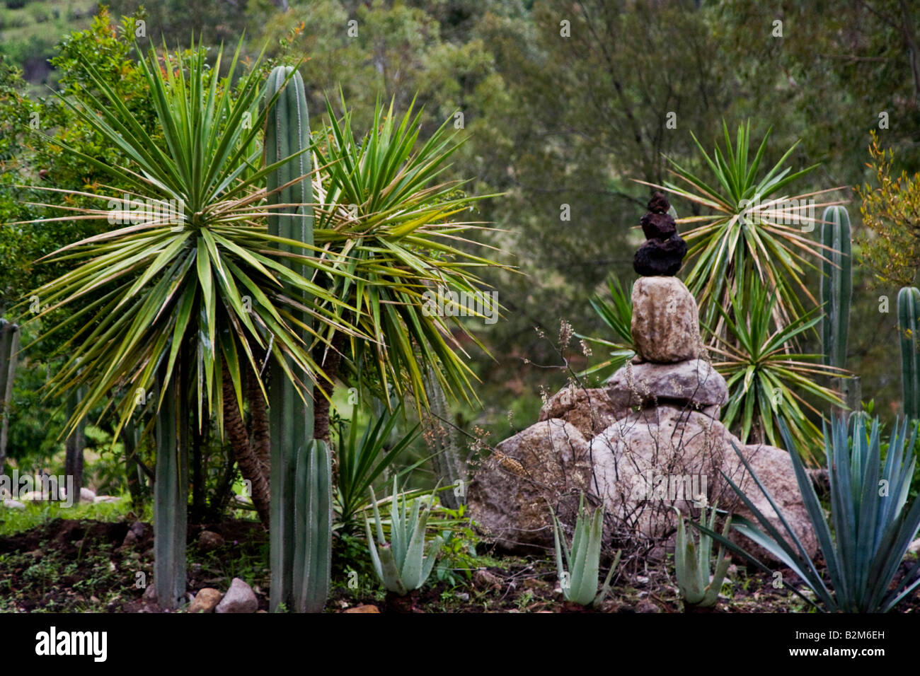 Mexiko, Guanajuato, Garten der Kakteen Stockfoto