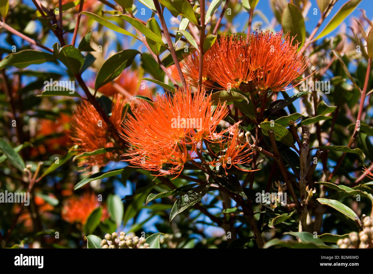 Australische gebürtige blühenden Busch Stockfoto