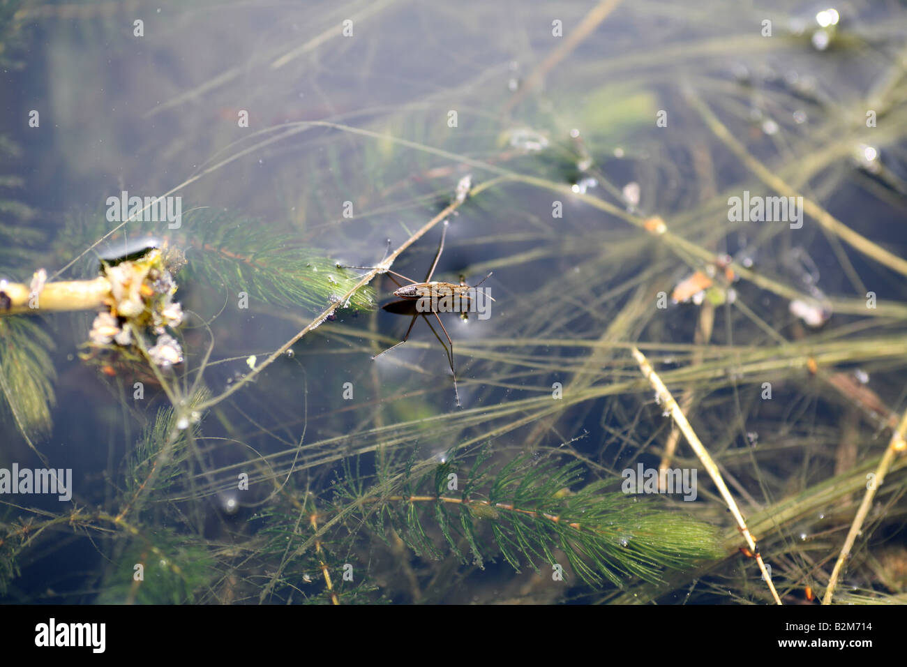 Gemeinsamen Teich Skater Amoungst Wasserpflanzen in einem Teich Stockfoto